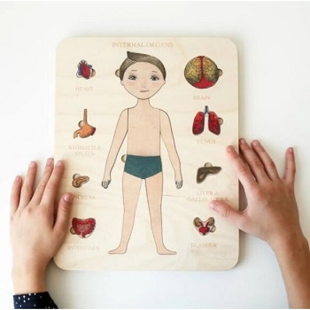 Пазлы учебные Internal Organs Strateg KM30349